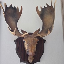 Vintage Moose Buck Head