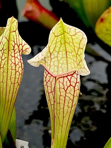 Sarracenia umlauftiana - sarracenia,