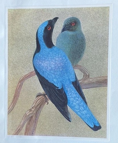 Bird print asian - print:,