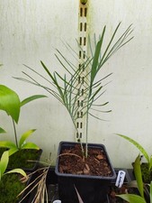Cycas cairnsiana - 11 cm Pot Rare Blue Cycad Seedling