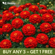 Flower Seeds French Marigold