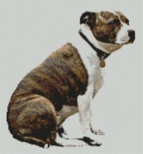Staffordshire Terrier Dog