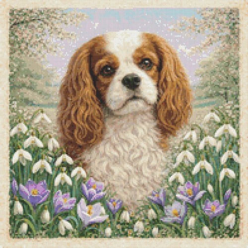 Cavalier king charles puppy - cavalier,