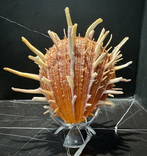 Thorny oyster seashell - oyster,