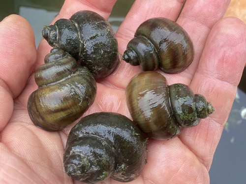 Extra large chinese ringed - large,