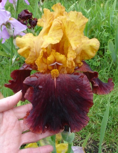 Tall bearded iris supreme - tall,