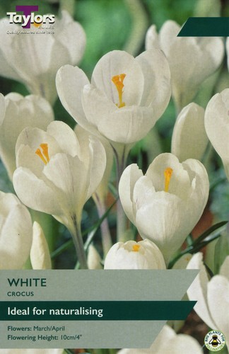 Taylors bulbs crocus white - taylors, 10