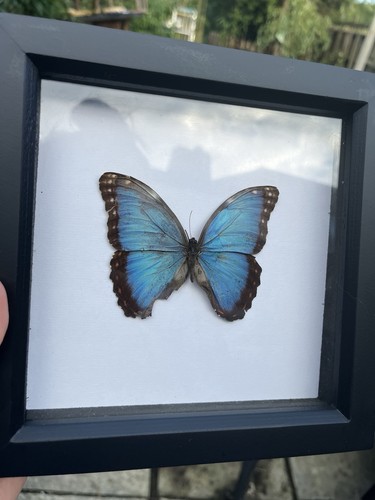 Mounted blue butterfly - mounted,