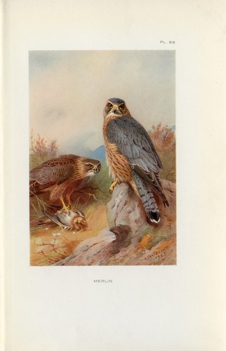 Merlin falcon antique - merlin, 1925