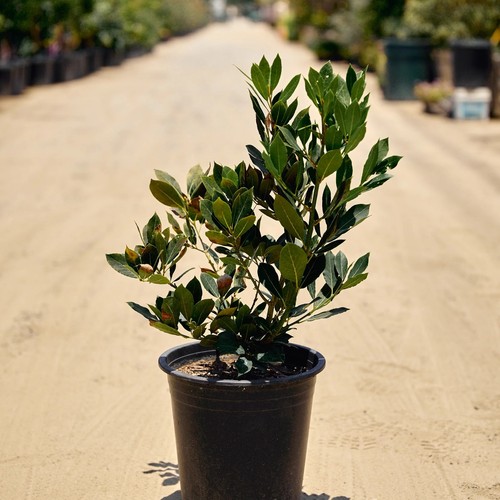 Laurus nobilis bay tree - nobilis,