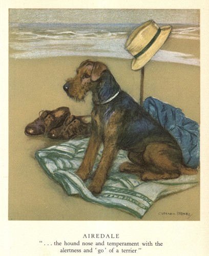 1947 vintage airedale terrier - vintage,