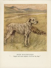 IRISH WOLFHOUND LOVELY OLD 1947 DOG ART PRINT by ARTIST  VERNON STOKES