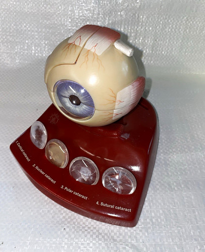 Vintage somso anatomical human - vintage,