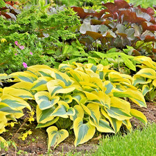 Hosta 'Autumn Frost '