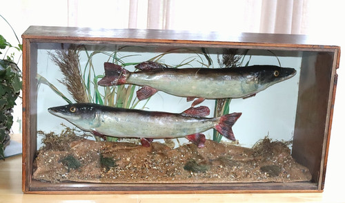Fish taxidermy two - taxidermy, ~