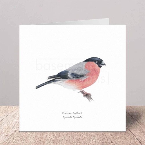 Eurasian bullfinch greeting - eurasian,