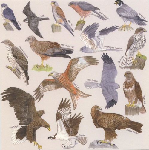 Birds prey birdwatchers - birds,
