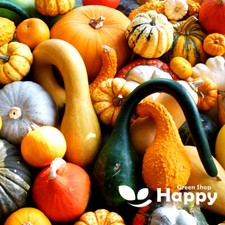 MIX OF GOURDS - 25 SEEDS - Cucurbita pepo - Autumn decor gourds ornamental