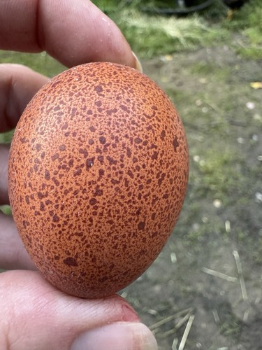 Welsummer hatching eggs - hatching, 5+