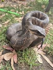 Vivid Arts Realistic