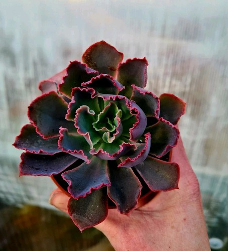 Echeveria neon breakers - echeveria, |