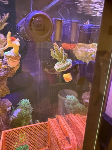 Magnetic coral single frag - magnetic,