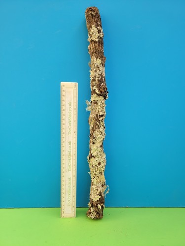Cork bark branch - branch, 48cm