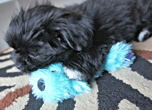Raggy puppy plush squeaky - puppy, dog