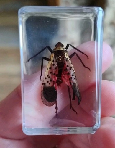 Real flying bug insect - real,
