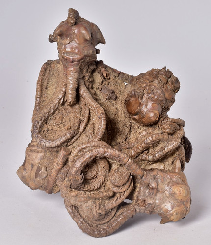 Crinoid fossil jimbacrinus - crinoid,