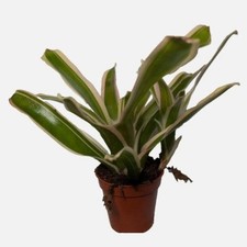 Neoregelia Fire Ball