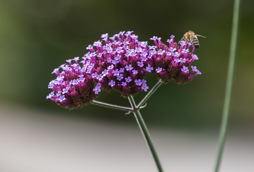 Verbena bonariensis 3 x - -,