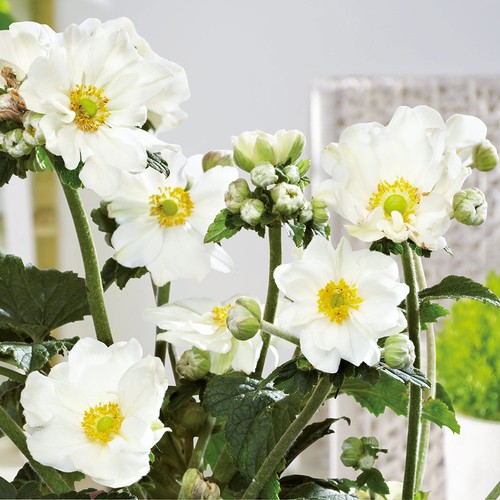 Japanese anemone andrea - anemone,