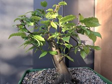 large part trained yamadori