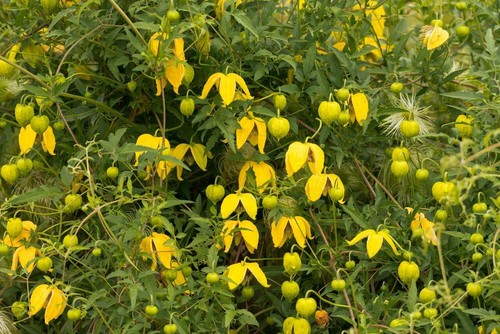 Clematis serratifolia - clematis,