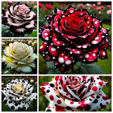 100pcs Beautiful ROSE SEEDS