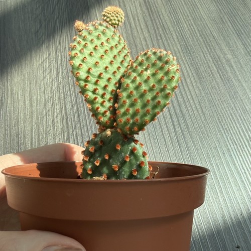 Opuntia microdasys - opuntia,