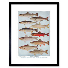 Science Fish Salmon Mackerel Trout Pike Framed Art Print Picture Mount 12x16"