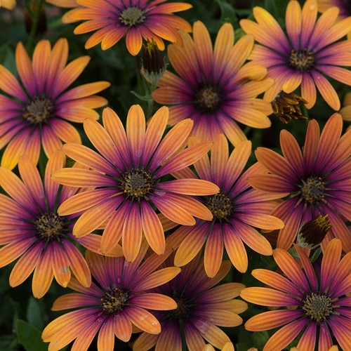 Osteospermum african daisy - african,