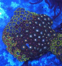 Zoa Garden  Wysiwyg Coral Soft