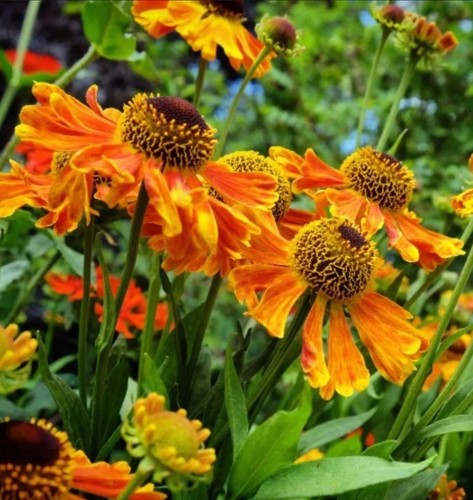 Helenium waltraut large plant - helenium,
