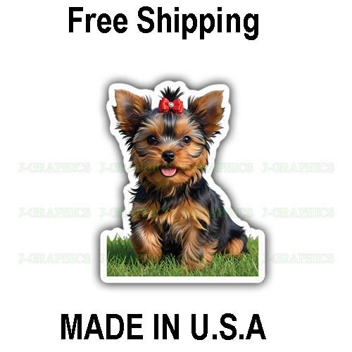 Yorkshire terrier yorkie dog - yorkshire,