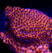 Mystic Sunset Monti Montipora Encrusting SPS Coral Frag Reef not Soft LPS Hammer