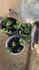 2 x potted Plants Lychnis
