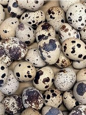 Jumbo Coturnix Quail Eggs