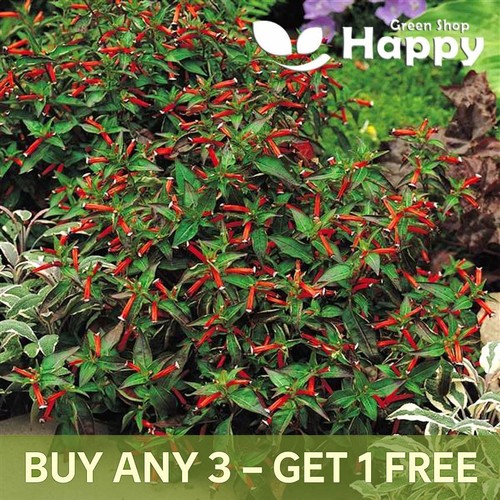 Dwarf cigar plant red - -, 20
