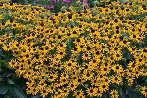 Rudbeckia fulgida