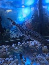 6" plus Tiger Shovelnose