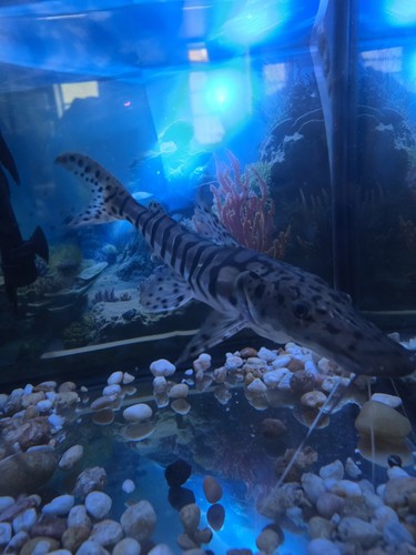 Plus tiger shovelnose - tiger,