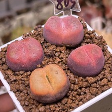 Exact Plant, 4pcs Conophytum